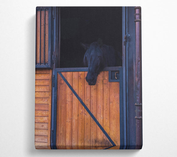 Black Horse In Stall Door