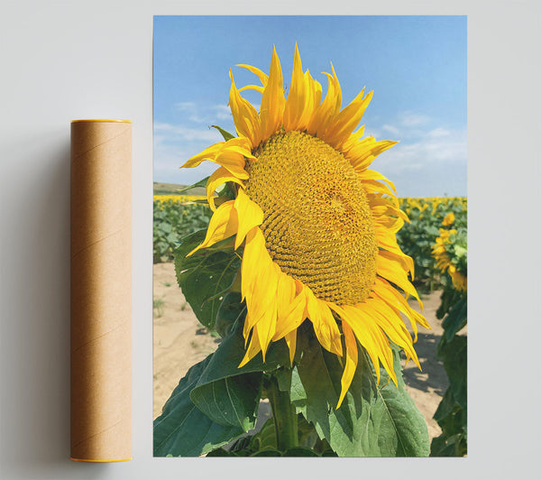 Golden Sunflower Field