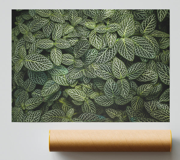 Emerald Veined Leaves