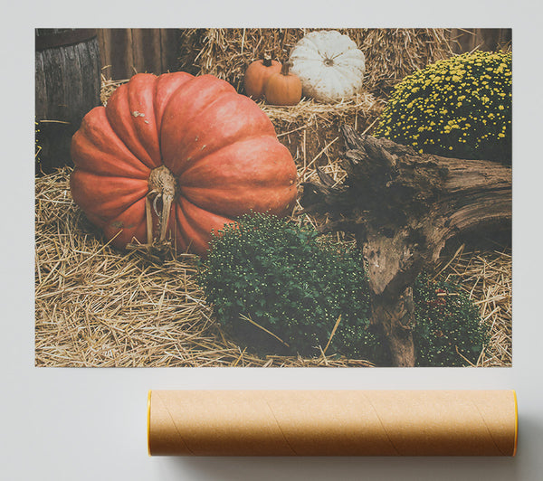 Orange Pumpkin Harvest