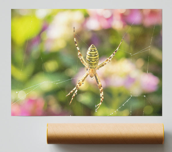 Yellow Stripe In Web