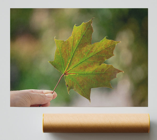 Green Autumn Leaf