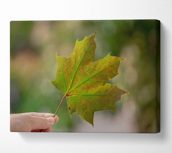 Green Autumn Leaf