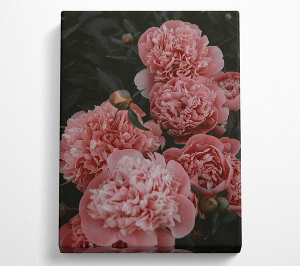 Blush Peony Blooms