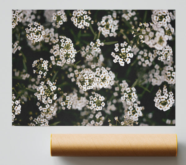 White Blooms In Bloom