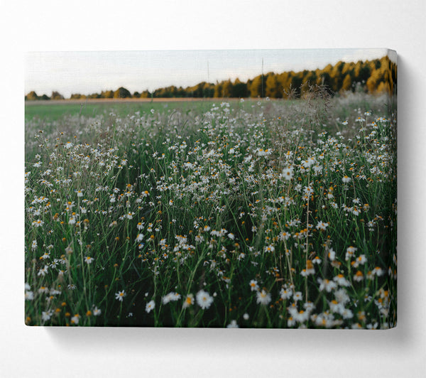 Green Field Of Daisies