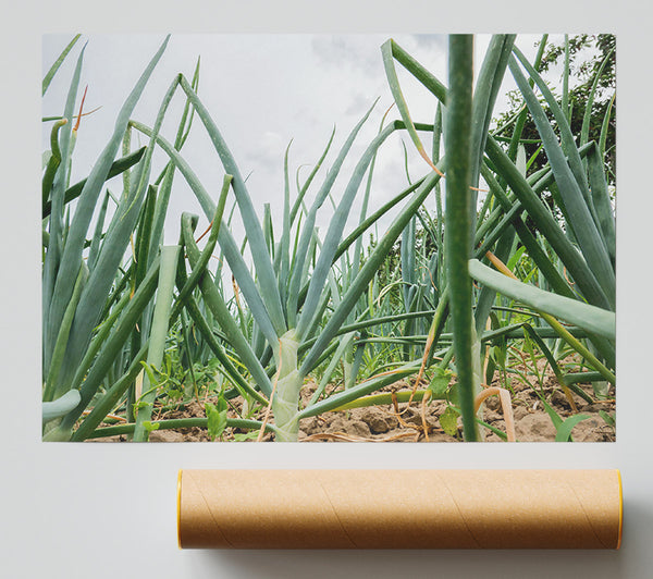 Emerald Green Onions