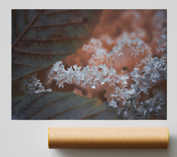 White Dewy Flowers