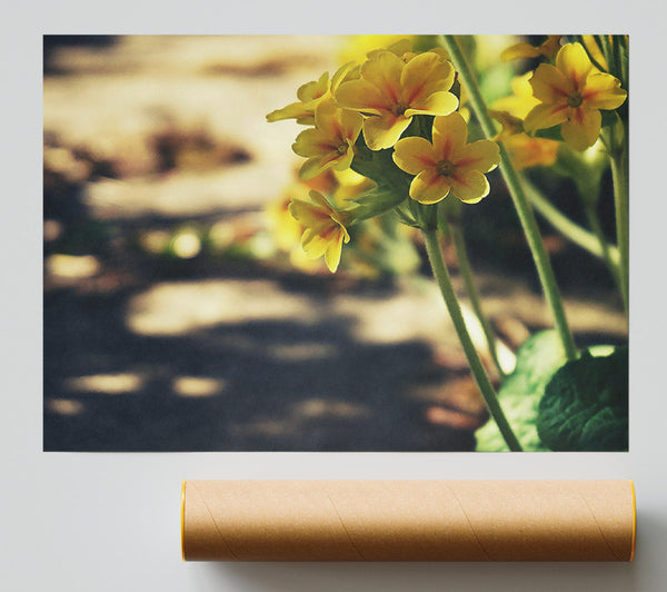 Yellow Blooms In Sunlight.