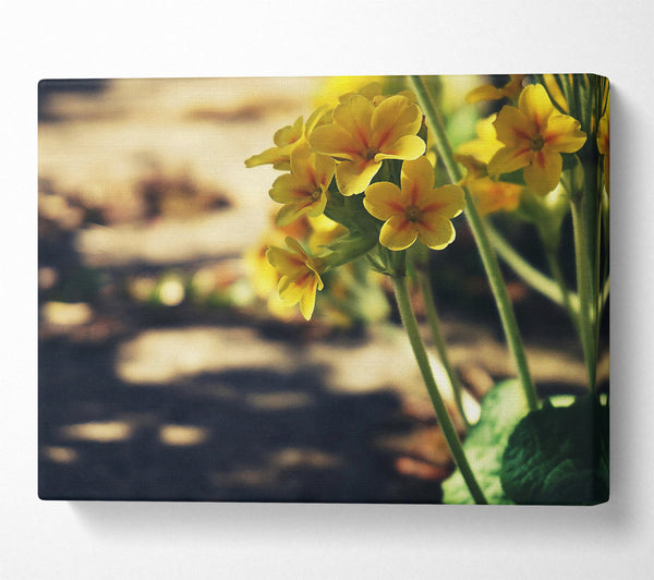 Yellow Blooms In Sunlight.