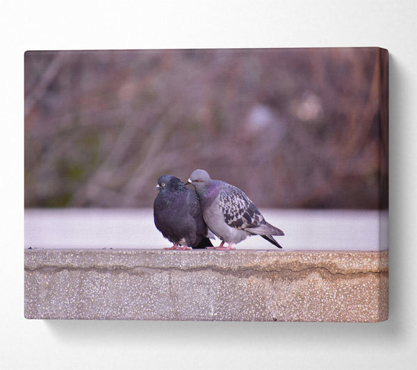 Black And Grey Lovebirds