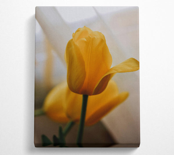 Pale Yellow Tulip Bloom