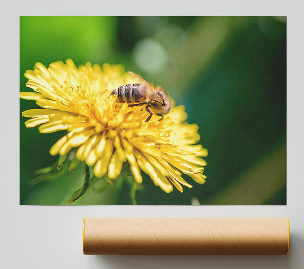 Golden Pollen Feast