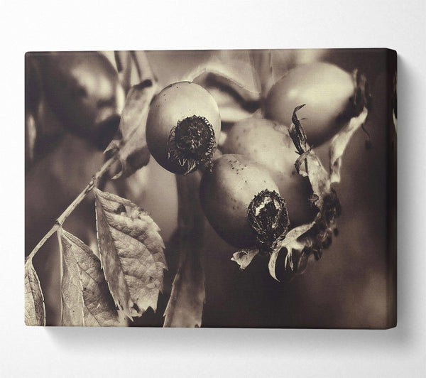 Sepia Rose Hips