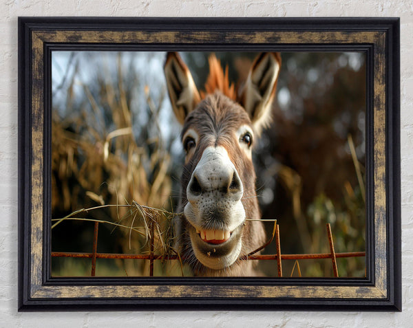 Donkey At The Fence