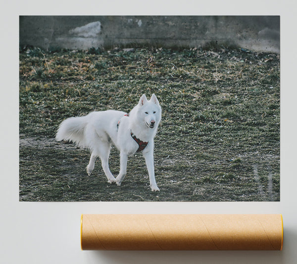 White Wolf In Green Grass