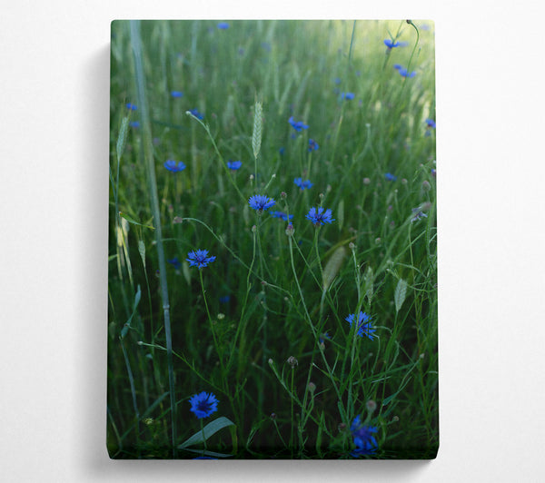 Blue Flowers In Green Field.