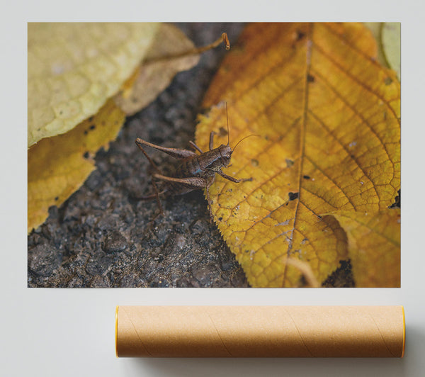 Golden Leaf Cricket