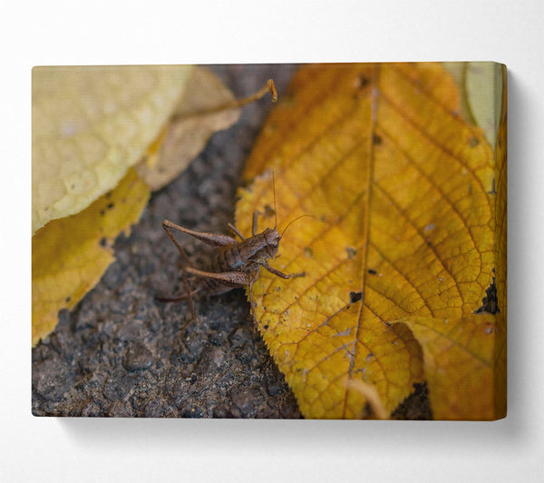 Golden Leaf Cricket