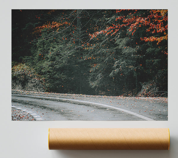 Red Leaves On Asphalt