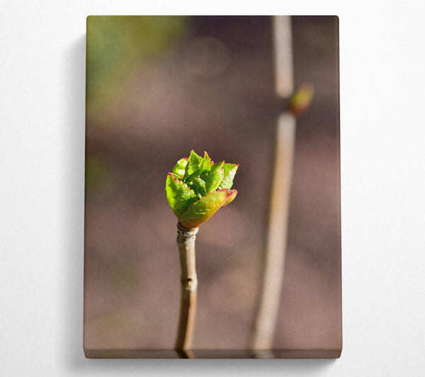 Green Bud Emerging