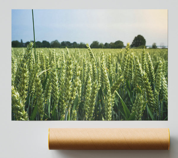 Green Wheat Field