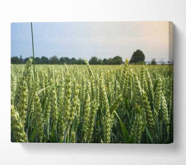 Green Wheat Field