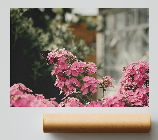 Pink Blooms And Butterfly