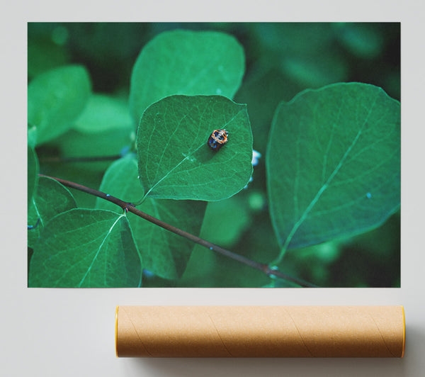 Emerald Leaf Beetle