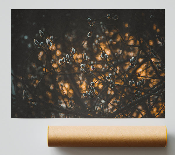 Golden Willow Buds