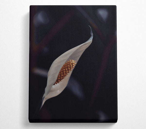 Ivory Peace Lily Bloom