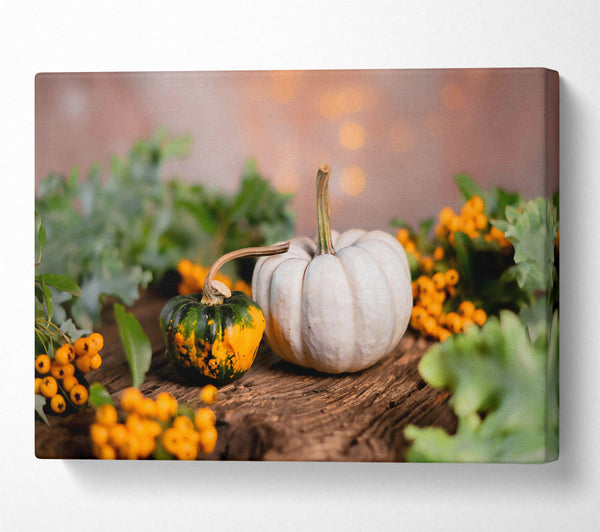 White Pumpkin Still Life