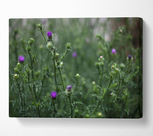 Purple Thistle Field