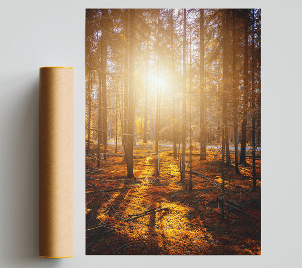 Golden Forest Sunbeams