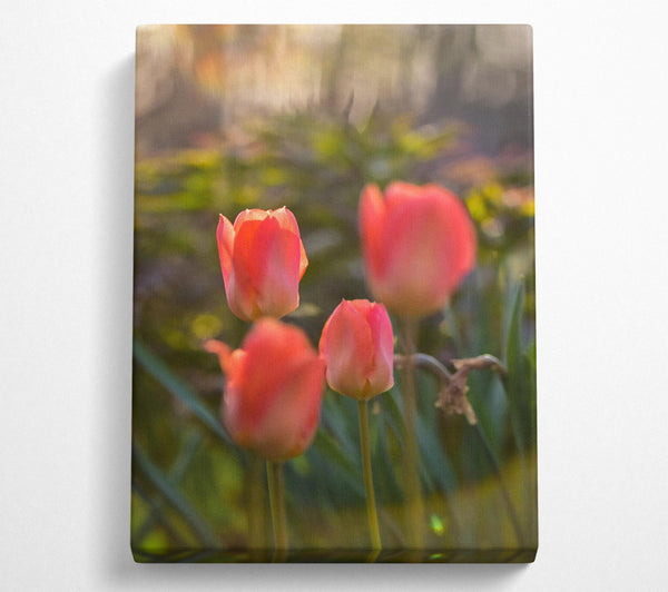 Pink Tulip Sunset Glow