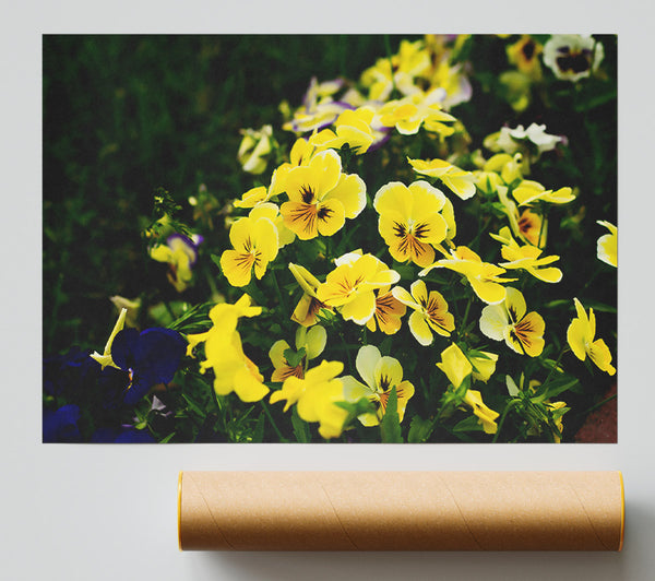 Golden Field Of Bloom