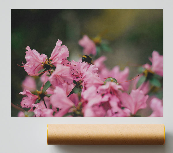 Pink Bumble Bee Bloom