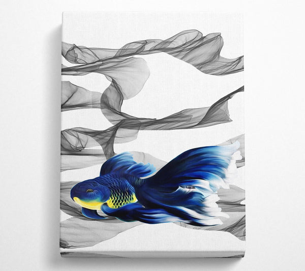 Fighting Fish