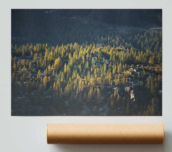 Golden Pine Mountainside