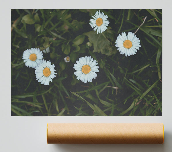 White Daisies In Green Grass