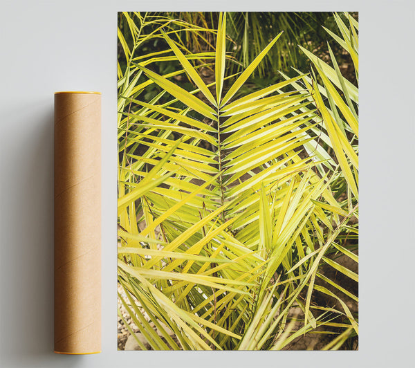 Golden Palm Fronds