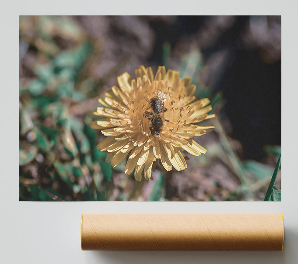 Golden Dandelion Bloom