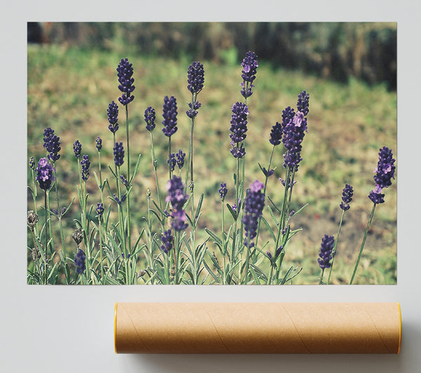 Purple Lavender Field