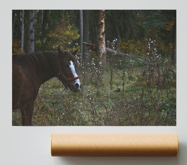 Brown Horse In Woods