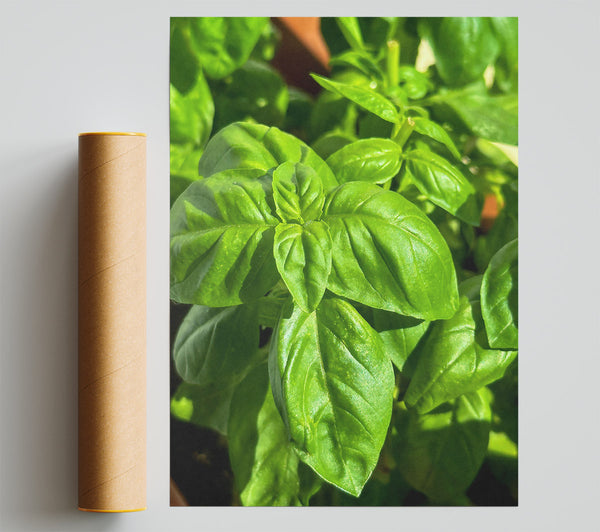 Emerald Green Basil