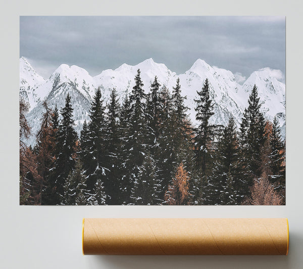 White Peaks Through Pines