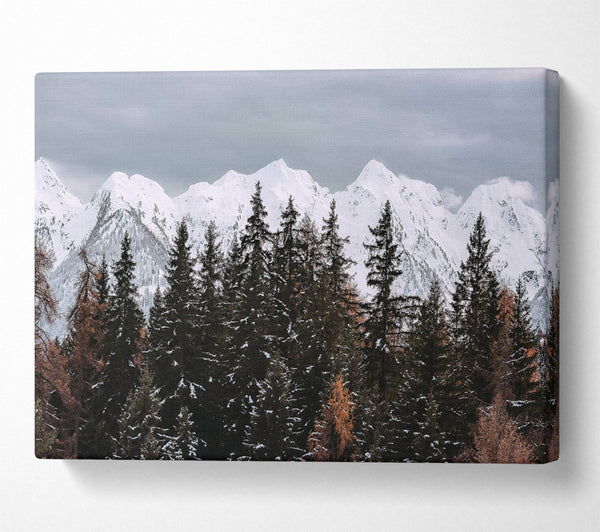 White Peaks Through Pines