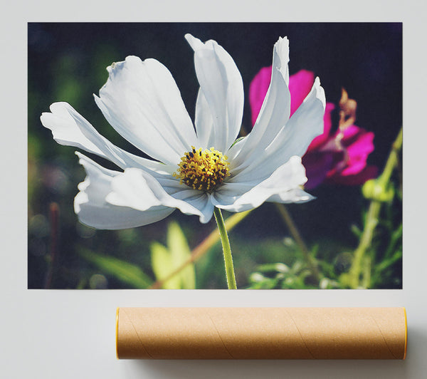 White Flower In Bloom