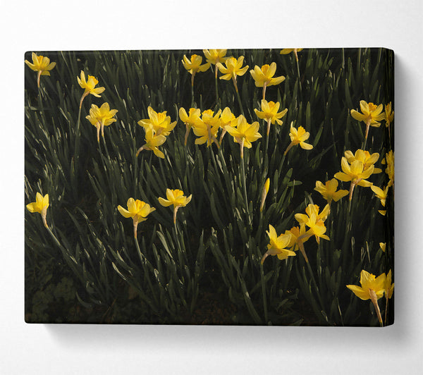 Yellow Daffodil Field