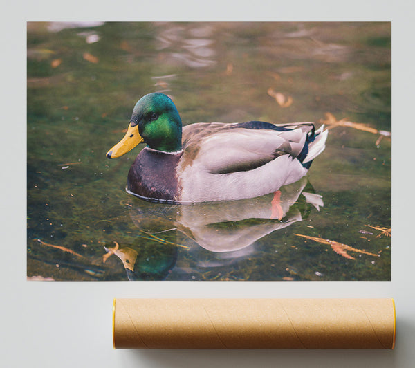 Emerald Waterfowl Reflection